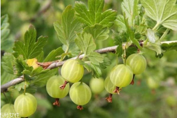 姑娘果有什么营养功效,姑娘果的营养价值及功效和作用