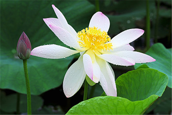 莲子和莲藕的关系,莲花和莲藕的关系