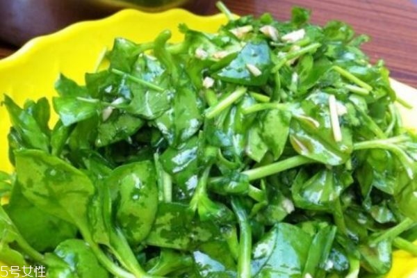 穿心莲的作用是什么,穿心莲的功效和作用,穿心莲的副作用