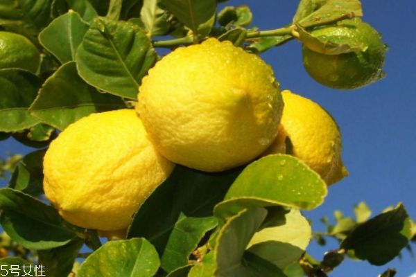 柠檬的用处和服用方法,柠檬可以怎么喝