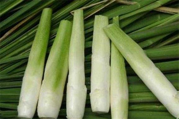 茭白减肥期间可以吃吗?,减肥为什么不能吃茭白