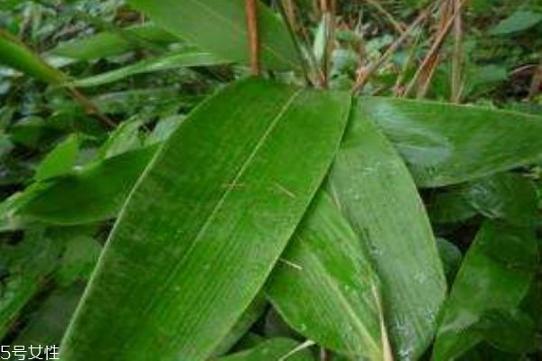 粽叶的作用,粽子叶的功效和作用