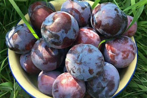 水果黑布林的营养和功效,黑布林的营养价值和功效 水果黑布林的营养和功效,黑布林的营养价值和功效