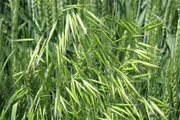 野燕麦真的有用吗,野燕麦真的有效吗