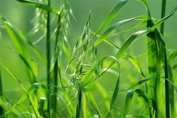 野燕麦的功效和作用图片,野燕麦的功效和作用及食用方法 野燕麦的功效和作用图片,野燕麦的功效和作用及食用方法