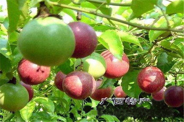 百香果的营养价值和食用功效,百香果的营养价值有哪些 百香果的营养价值和食用功效,百香果的营养价值有哪些