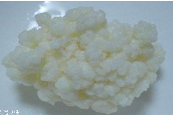 雪莲菌的作用,雪莲菌的功效和作用及食用方法