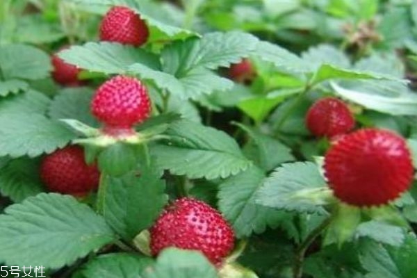 蛇莓可以吃吗?吃有什么好处,蛇莓能吃吗? 蛇莓可以吃吗?吃有什么好处,蛇莓能吃吗?