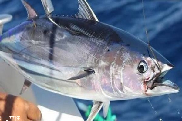 金枪鱼的营养,金枪鱼营养价值高吗 金枪鱼的营养,金枪鱼营养价值高吗