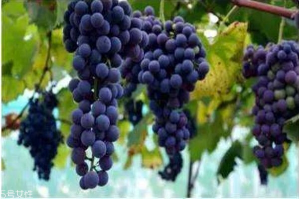 夏黑葡萄的营养价值和功效,夏黑葡萄的好处 夏黑葡萄的营养价值和功效,夏黑葡萄的好处