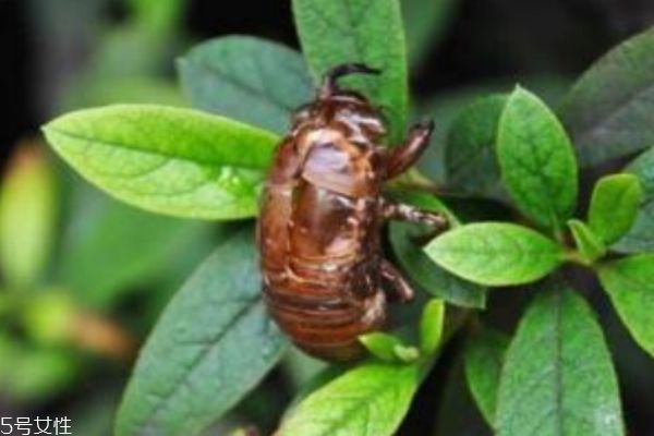 金蝉的功效和作用是什么,金蝉药用功效