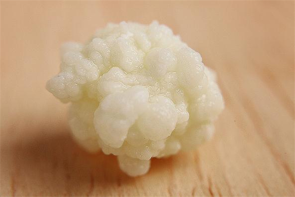 雪莲菌能治糖尿病吗,雪莲果能不能治糖尿病