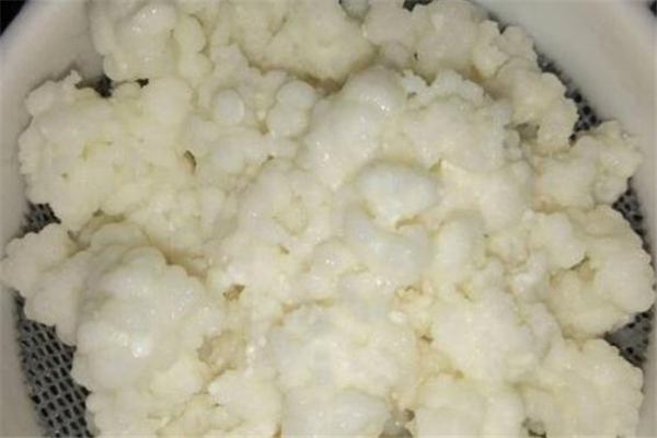 雪莲菌泡牛奶孕妇能喝吗,雪莲菌孕妇可以喝吗