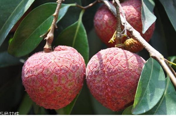 带绿荔枝为什么这么贵,挂绿荔枝价格