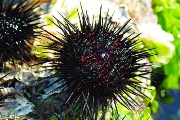 海胆的营养价值,海胆的营养 海胆的营养价值,海胆的营养