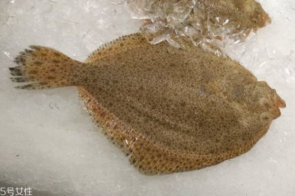 多宝鱼的作用,多宝鱼功效和害处