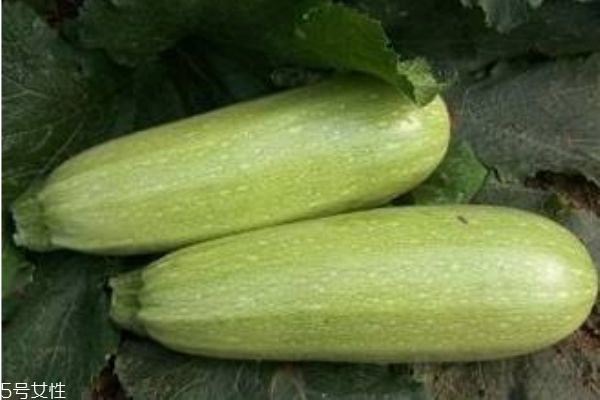 角瓜多长时间能熟,角瓜什么时候种