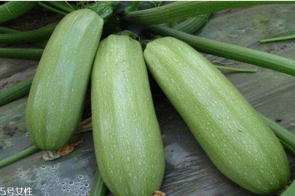 角瓜的作用,角瓜的功效和作用及食用方法