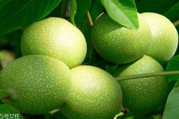 青皮核桃的功效和作用,青核桃皮有什么用处和功效