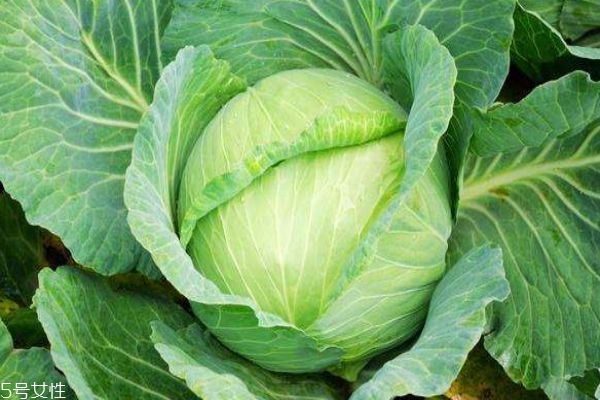 卷心菜有什么功效和作用,卷心菜的作用