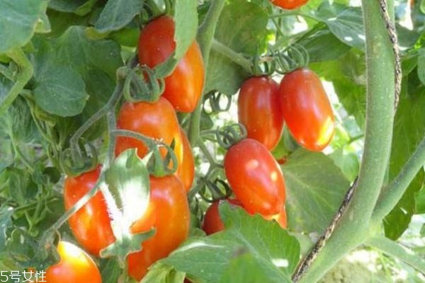 圣女果的营养价值及功效,圣女果有什么营养和功效 圣女果的营养价值及功效,圣女果有什么营养和功效