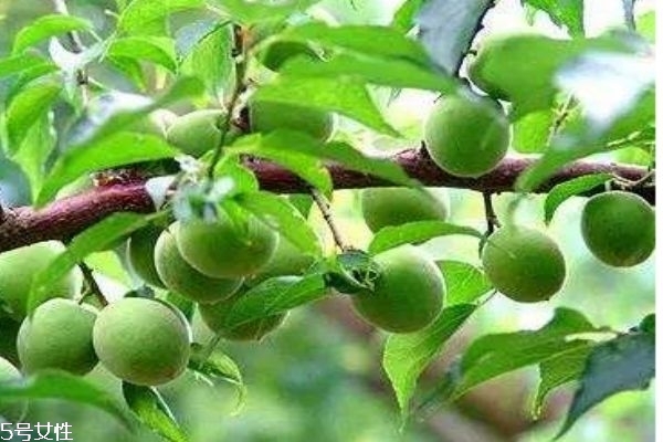 怎么做青梅酒,青梅怎么泡酒做