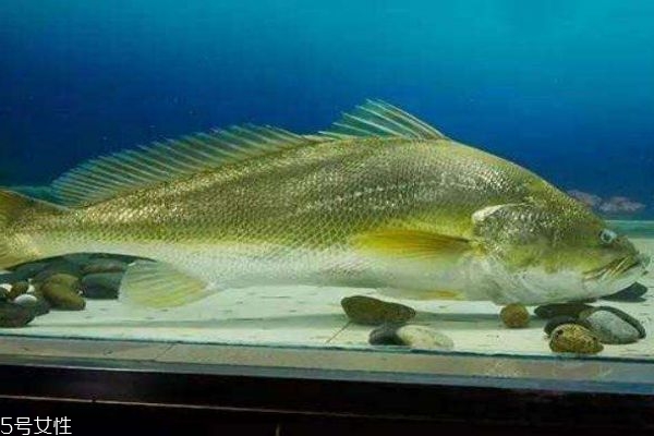 黄唇鱼价值,黄唇鱼是什么鱼