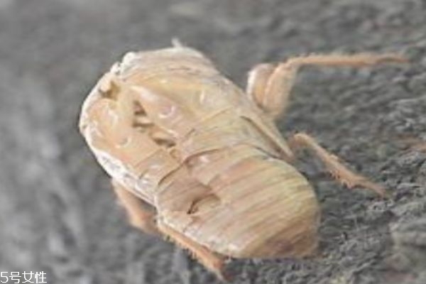知了壳的营养价值和功效和作用,知了壳有什么药用价值 知了壳的营养价值和功效和作用,知了壳有什么药用价值