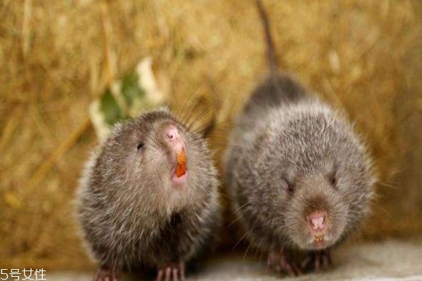 竹鼠跟老鼠有什么区别,竹鼠和老鼠是同类吗 竹鼠跟老鼠有什么区别,竹鼠和老鼠是同类吗