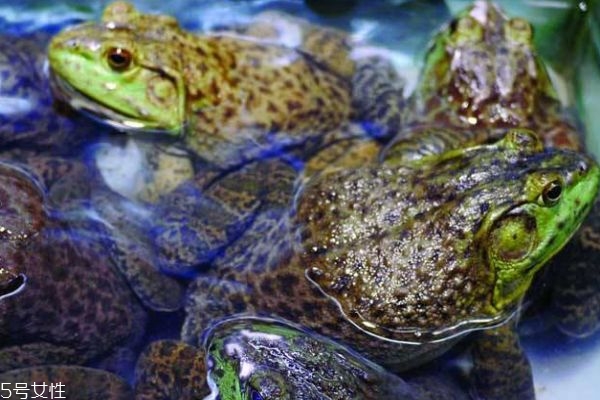 牛蛙有什么作用和功效,牛蛙的功效