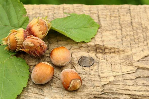 牛奶和榛子能一起吃吗,吃榛子能喝牛奶吗 牛奶和榛子能一起吃吗,吃榛子能喝牛奶吗