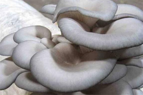 平菇变绿是怎么回事,平菇发绿什么原因 平菇变绿是怎么回事,平菇发绿什么原因