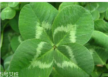 去妊娠纹的有效方法