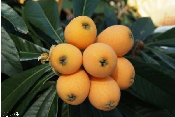 枇杷有什么功效呢?,枇杷的功效是什么?