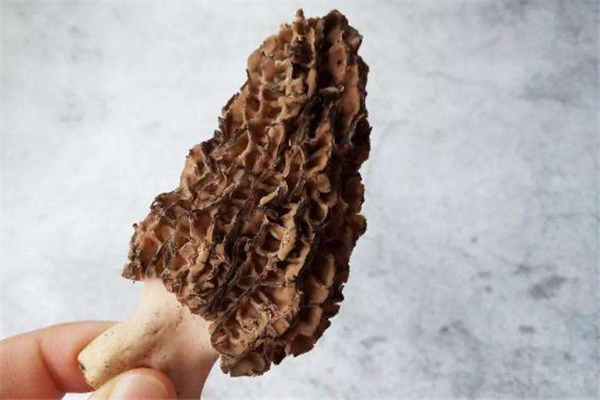 羊肚菌吃多了会上火吗,羊肚菌吃多了会怎么样