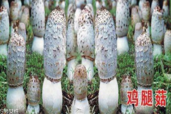 鸡腿菇的功效,鸡腿菇的功效和作用及食用方法