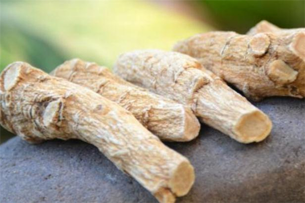 西洋参可以增强记忆力吗,西洋参可以提高记忆力吗