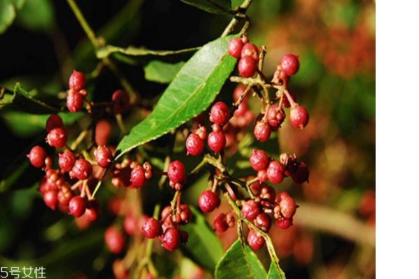 花椒的作用和功效有哪些?,花椒的作用和功效