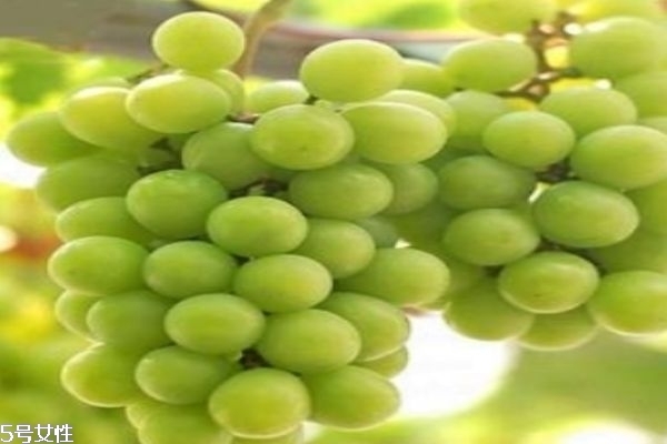 青提子的功效和作用,青提子的功效和作用及禁忌