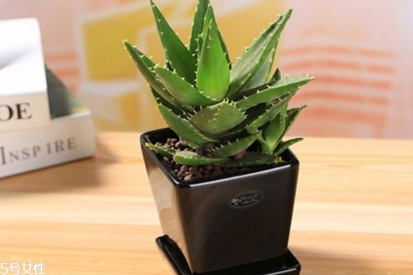 芦荟的功效是什么,芦荟的用途及功效