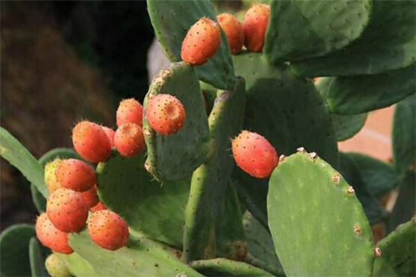 仙人掌果怎么保存,仙人掌果怎么保存好