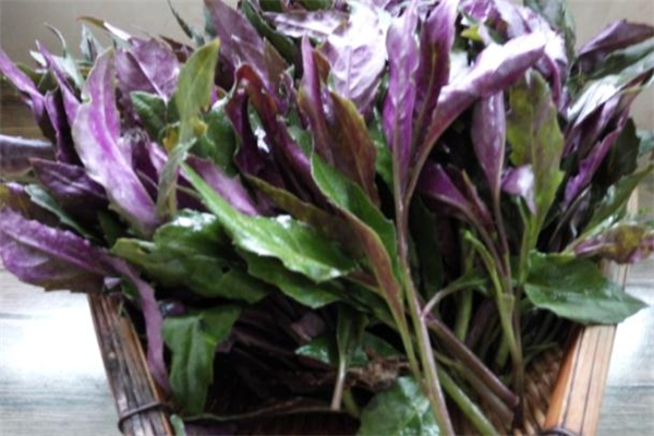 什么是红凤菜,52℃红西凤为何那么贵?