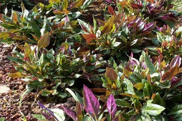 红凤菜吃了对肝脏有害吗?,红凤菜有毒吗?可以长期食用吗?