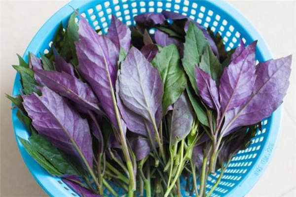 红凤菜和红苋菜的区别,红凤菜就是红苋菜吗