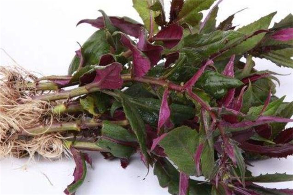 红凤菜可以生吃吗,红凤菜能吃吗