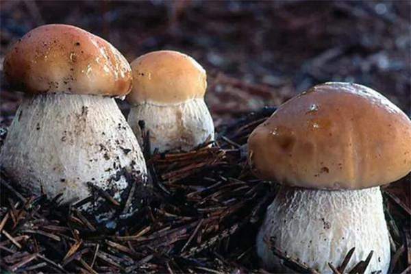 产妇能吃牛肝菌吗,产妇可以吃牛肝菌吗