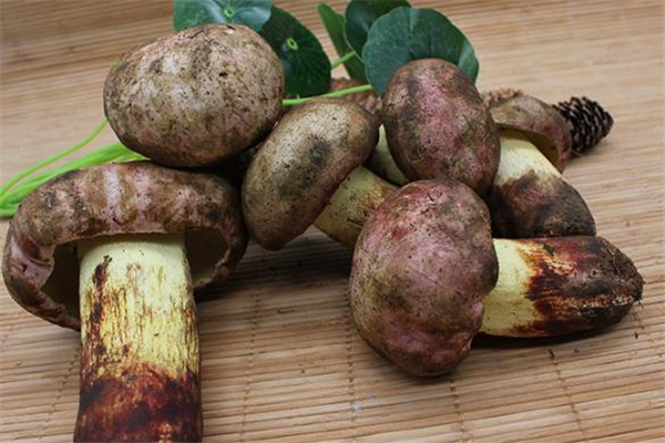 牛肝菌生吃会中毒吗,牛肝菌吃了会中毒吗