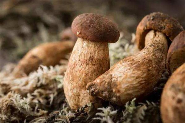 牛肝菌什么人不能吃,牛肝菌什么人不适合吃 牛肝菌什么人不能吃,牛肝菌什么人不适合吃