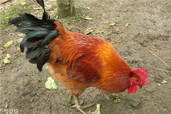 鸡身上哪几个部位不能吃,鸡身上的哪些部位不可以吃