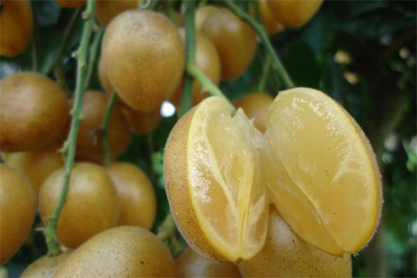 喂奶能吃黄皮果吗,哺乳期可以吃黄果吗 喂奶能吃黄皮果吗,哺乳期可以吃黄果吗